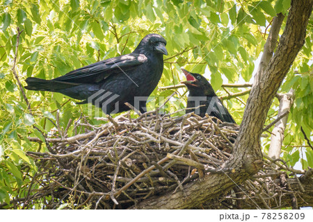 Crow's nest - Stock Photo [78258209] - PIXTA