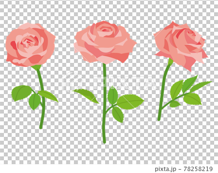 Apricot-colored rose flower - Stock Illustration [78258219