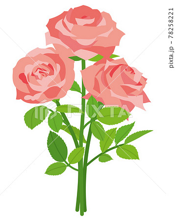 アプリコット色の薔薇の花のイラスト素材 7521