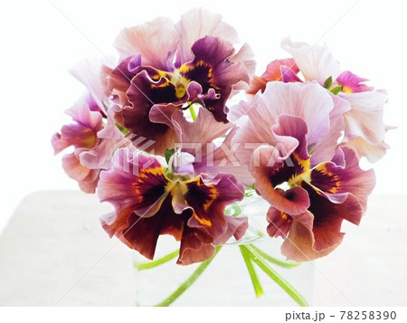 フリルパンジーの切り花 Frilled Pansiesの写真素材 7590