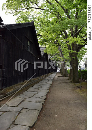 山居倉庫 ケヤキ並木 山居倉庫 ケヤキ並木 78258394