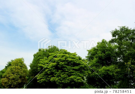 癒しの新緑　初夏　風景 78258451