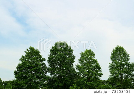 癒しの新緑 初夏 風景 癒しの新緑 初夏 風景 78258452