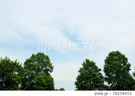 癒しの新緑 初夏 風景 癒しの新緑 初夏 風景 78258453
