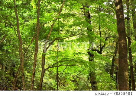 緑に囲まれた森の中 78258481