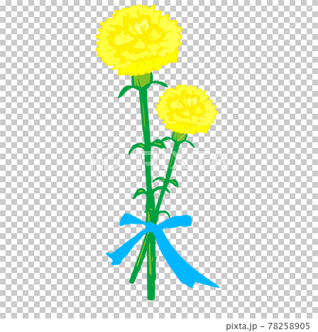 插圖素材：父親節，用絲帶繫著的兩根手寫康乃馨 78258905