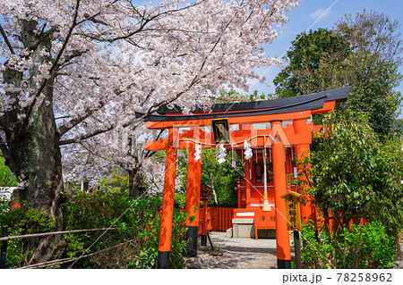 京都　神泉苑の矢剱稲荷社（やつるぎいなりしゃ）と桜 78258962
