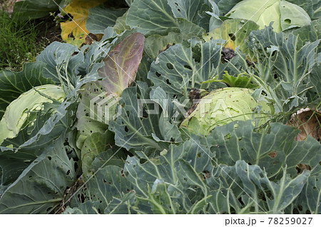 虫に喰われたキャベツ畑 78259027