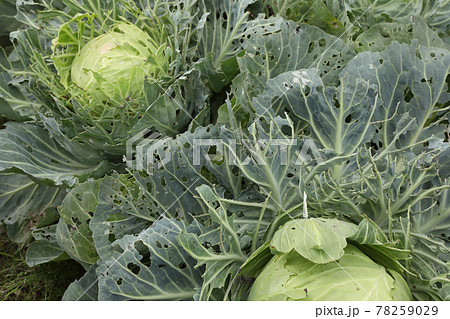 虫に喰われたキャベツ畑 78259029