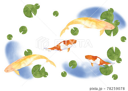 鯉が泳いでいる水彩イラストのイラスト素材 鯉が泳いでいる水彩イラストのイラスト素材