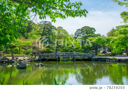 京都 円山公園の新緑 京都 円山公園の新緑 78259203