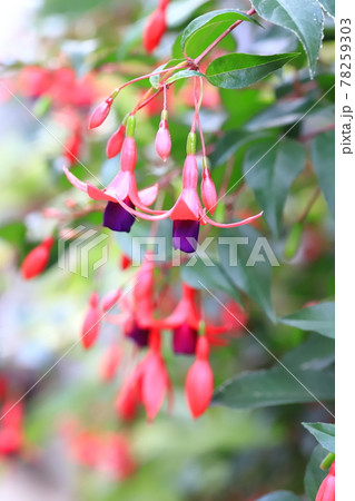 風にゆれるフクシア(ツリウキソウ)の花 風にゆれるフクシア(ツリウキソウ)の花 78259303