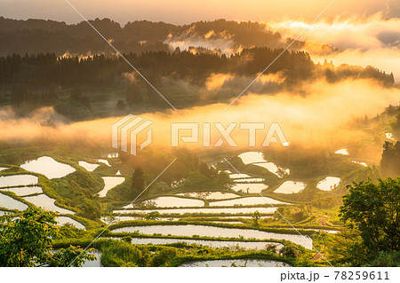 《新潟県》星峠の棚田・日本の原風景 《新潟県》星峠の棚田・日本の原風景 78259611