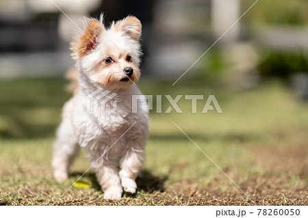 犬 ライフスタイル 犬 ライフスタイル 78260050