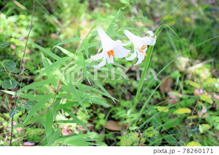 山百合の花 78260171