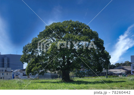大きな木 78260442