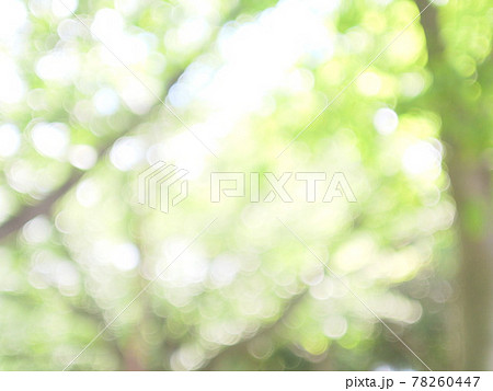 木漏れ日の中の森林浴 78260447