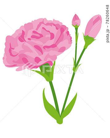 ピンクのカーネーションの花のイラスト素材