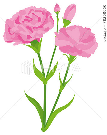 ピンクのカーネーションの花のイラスト素材
