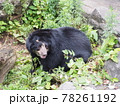 くま 78261192