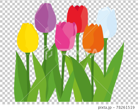 カラフルなチューリップの花 カラフルなチューリップの花 78261519