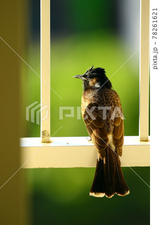 ホノルルの野鳥 78261621