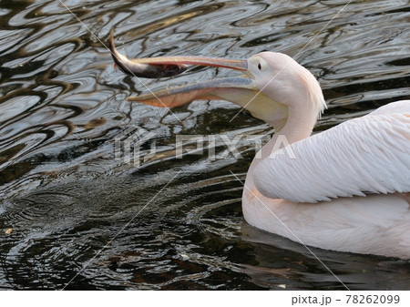 美味しい魚・モモイロペリカンの食事 78262099