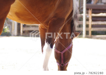 乗馬の馬 78262280
