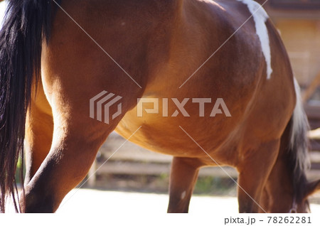 乗馬の馬 乗馬の馬 78262281