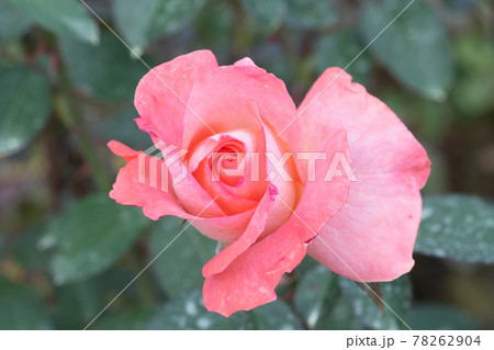 バラの花 バラの花 78262904