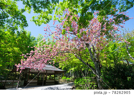 京都 天龍寺の八重桜 京都 天龍寺の八重桜 78262905