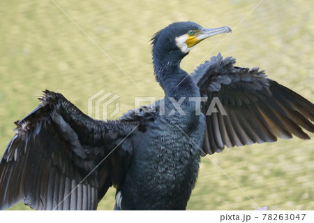 羽を乾かすカワウ 78263047