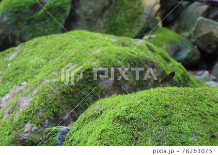 シオカラトンボのひとやすみ 78263075