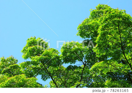 青空と新緑 78263165