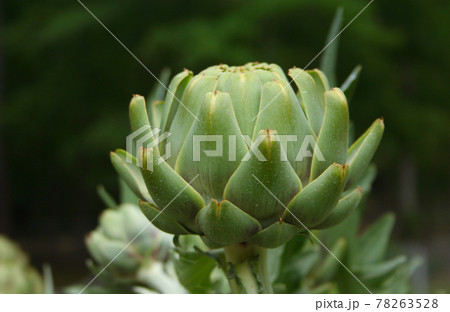 Artichoke in Garden With Blurred Green Plant Background 78263528