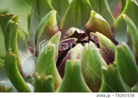 Artichoke in Garden With Blurred Green Plant Background 78263556