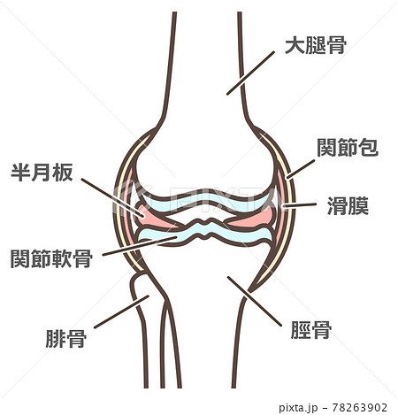 正常な膝関節の簡易イラストのイラスト素材