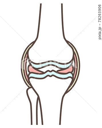 正常な膝関節の簡易イラスト 78263906