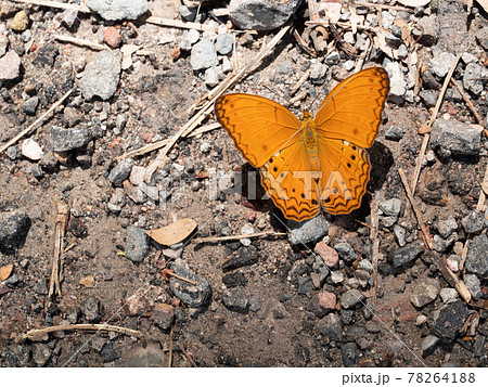The Common Yeoman butterfly walking on dirt land in forest , Black stripes on orange color wings of tropical insect	 78264188