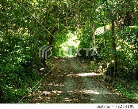 Open road in forest covered with green and brown leaves , Beautiful tree tunnel in the jungle , Thailand Open road in forest covered with green and brown leaves , Beautiful tree tunnel in the jungle , Thailand 78264190