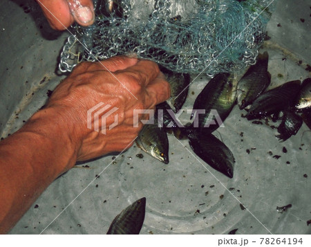 Many freshwater fish in the basin , Fisheries in Thailand, Snakeskin gourami fish 78264194