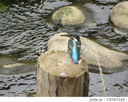 野鳥、カワセミ 野鳥、カワセミ 78264589