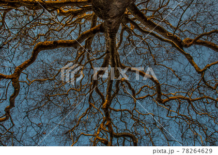 Tree and blue sky 78264629