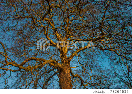 Tree and blue sky Tree and blue sky 78264632