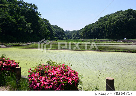 初夏の寺家ふるさと村 初夏の寺家ふるさと村 78264717