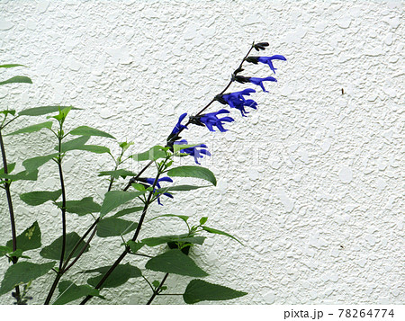 植物、メドーセージの花 78264774