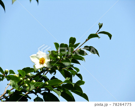 植物、ヒメシャラの花 78264775
