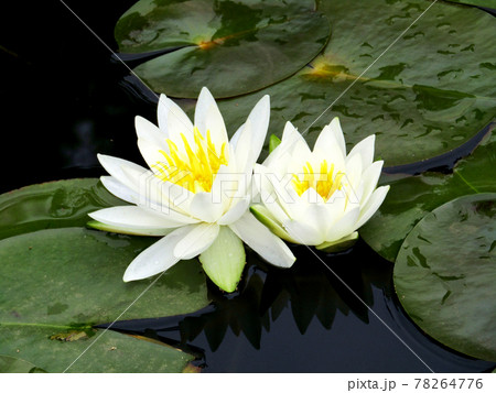 植物、ハスの花 植物、ハスの花 78264776