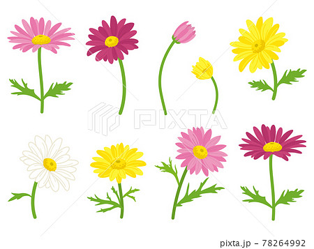 カラフルなマーガレットの花のイラスト素材