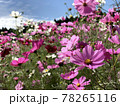 コスモス 78265116